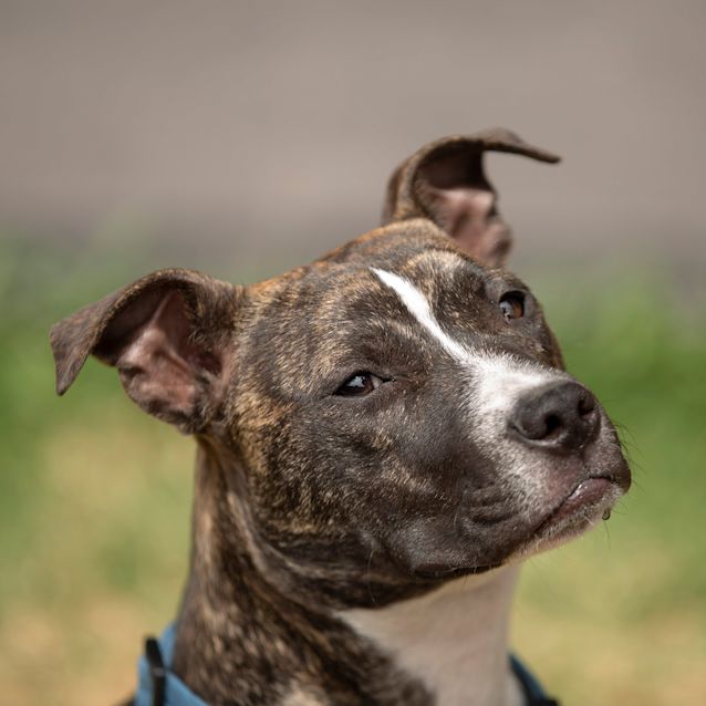 Photo of Chaos ~ 7mo English Staffy X (On Trial 26/1/20)
