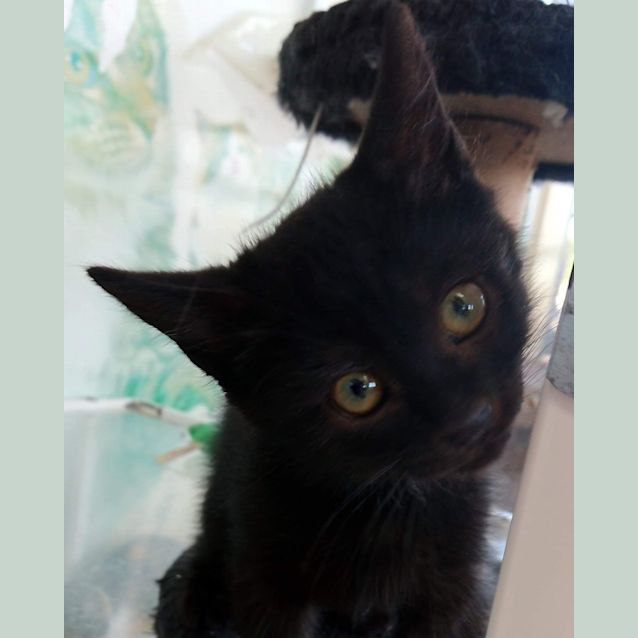 Photo of Goji (Berry)