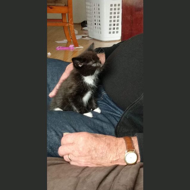Photo of Oreo