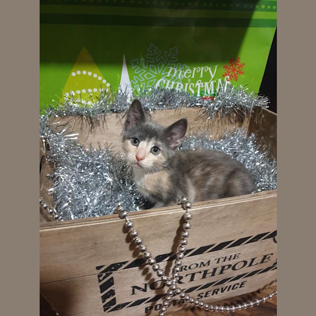 Photo of Gypsy 💖
