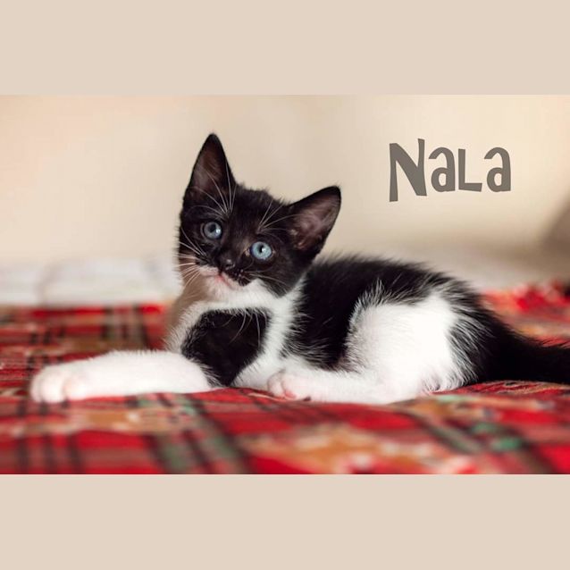Photo of Nala