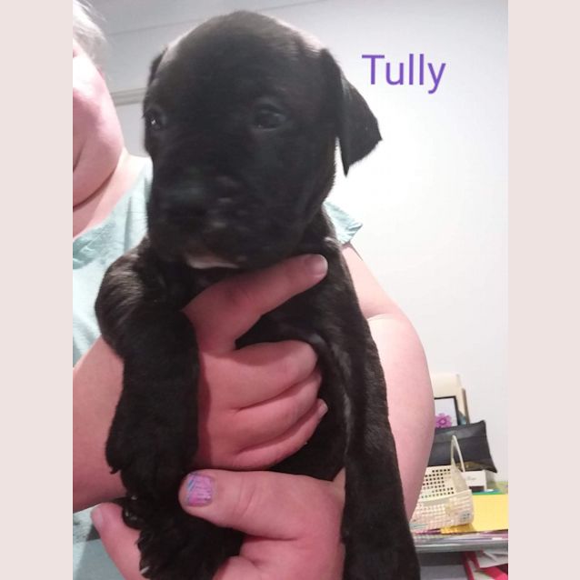 Photo of Tully