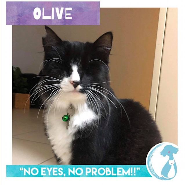 Photo of Olive