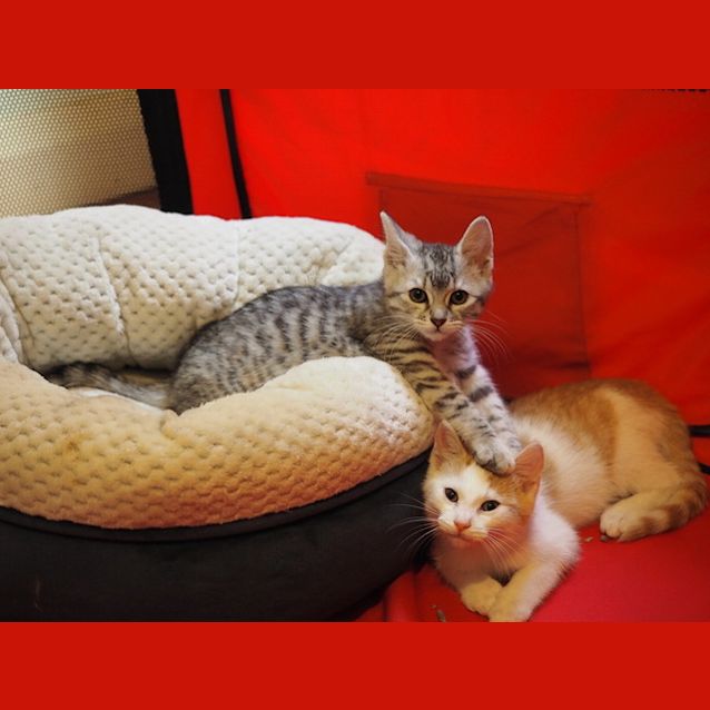 Photo of Sonnet And Haiku 