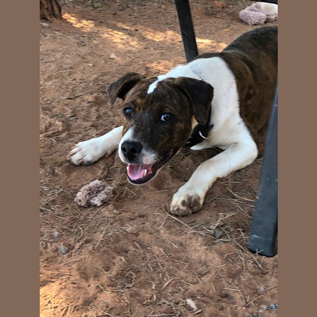 Photo of Bandit