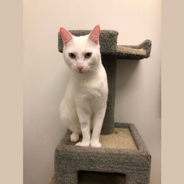 Photo of Romeo