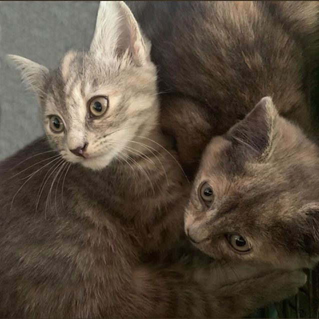 Photo of Chacha And Peaches