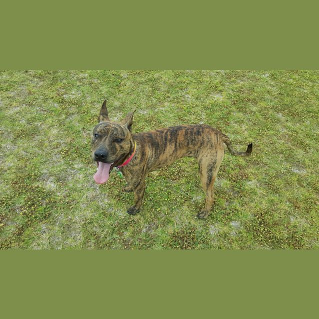 Photo of Finn Dl2253