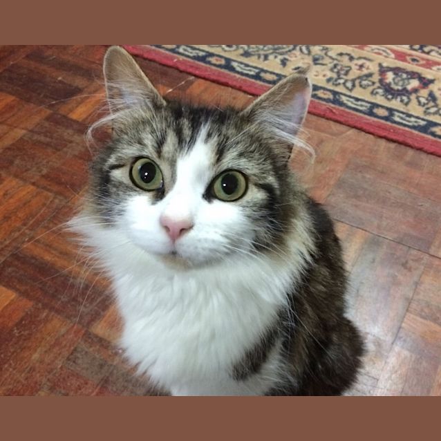 Photo of Mouse