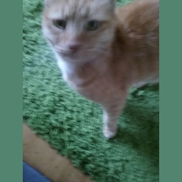 Photo of Sassy