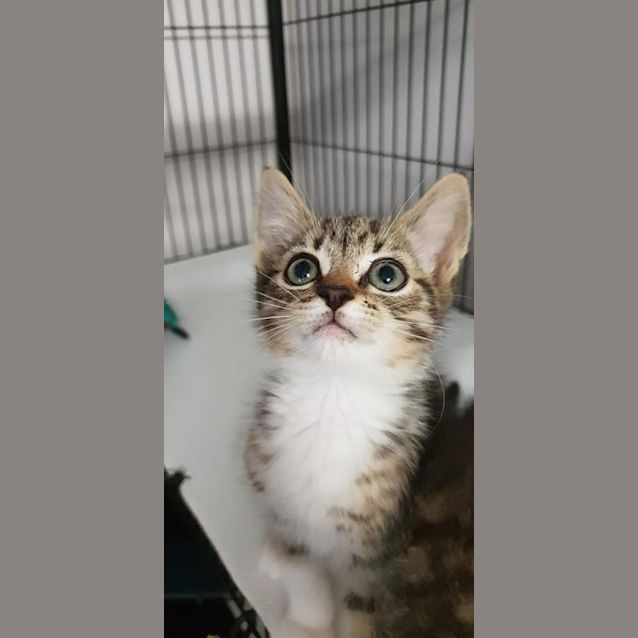 Photo of Oliver