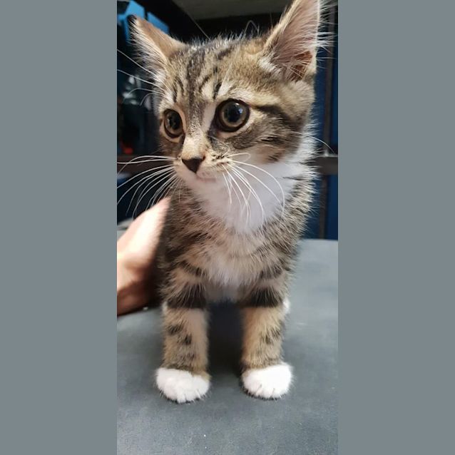 Photo of Mozzie