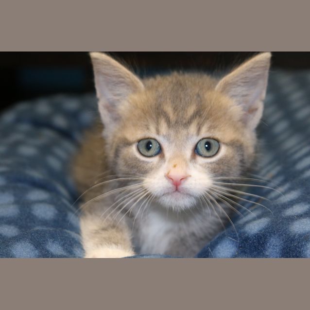 Photo of Cinder