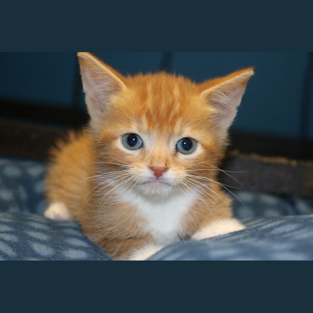 Photo of Dorito
