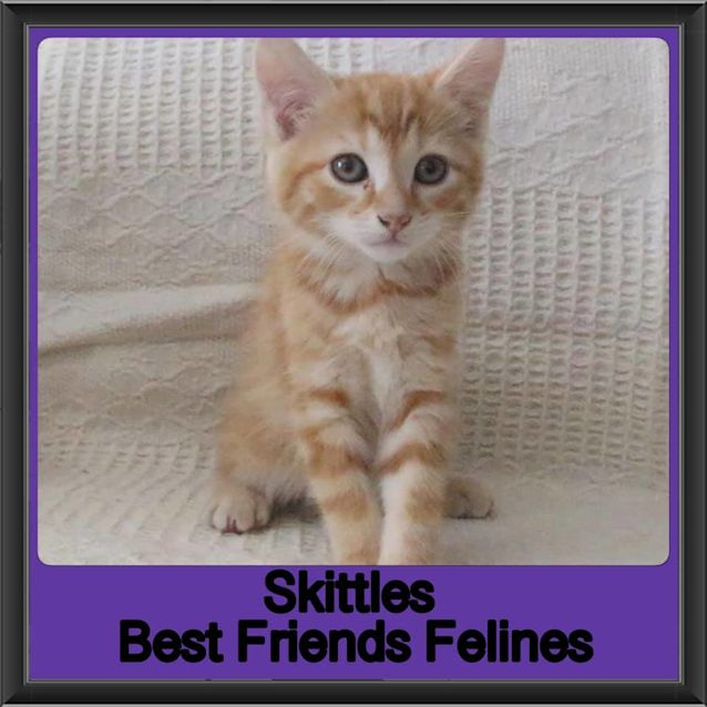 Photo of Skittles