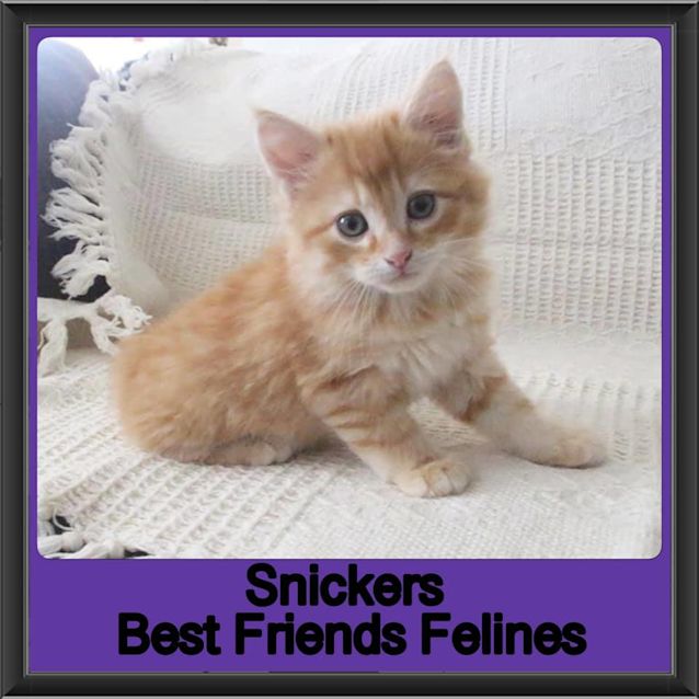 Photo of Snickers