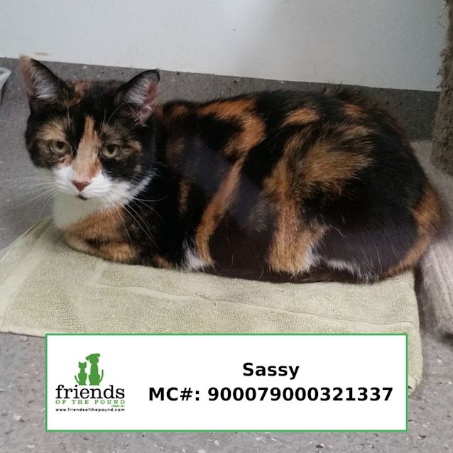 Photo of Sassy