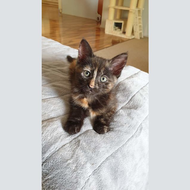 Photo of Pheobe 💖