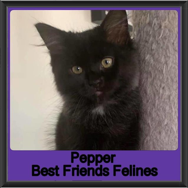 Photo of Pepper