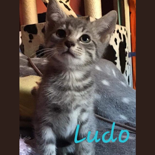 Photo of Ludo