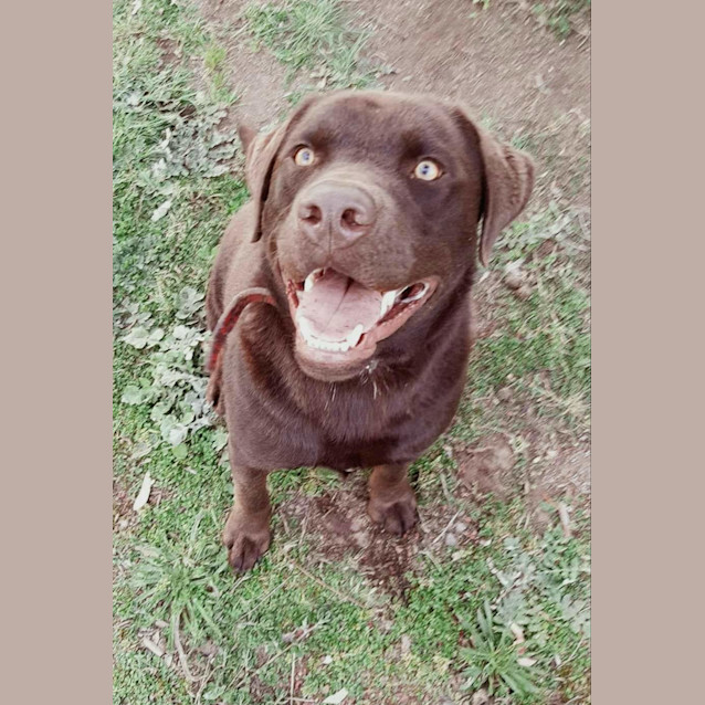 Photo of Milo Dog & Cat Lover!