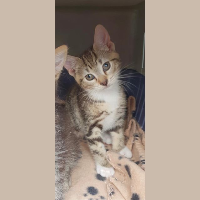 Photo of Pepsi