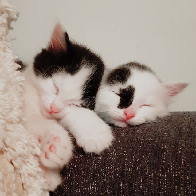 Photo of Scout