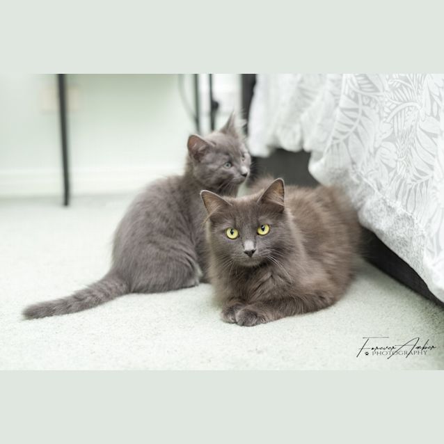 Photo of Luna **2nd Chance Cat Rescue**