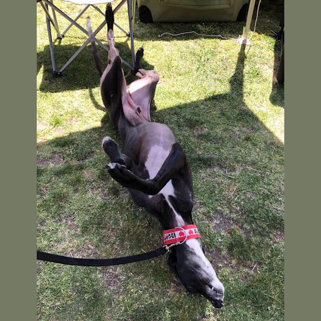 Photo of Jet.   Melbourne