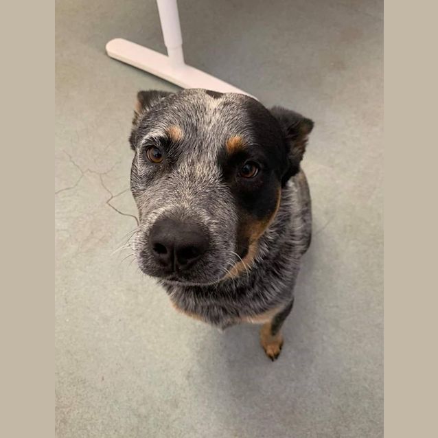 Photo of Archie D0108