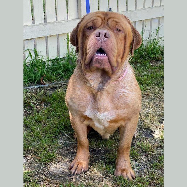 Photo of Bear