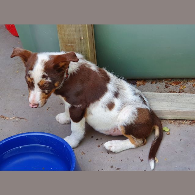 Photo of Maverick