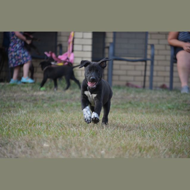 Photo of Koda 
