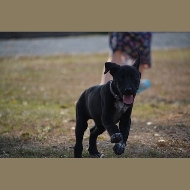 Photo of Koko 
