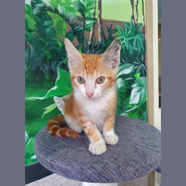 Photo of Garfield