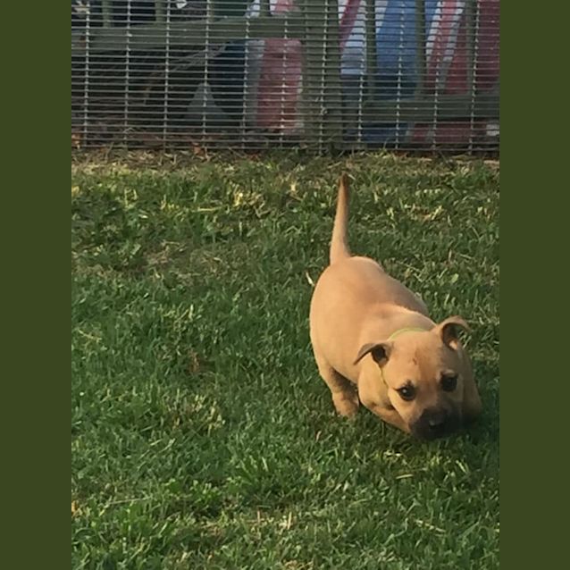 Photo of Pancake