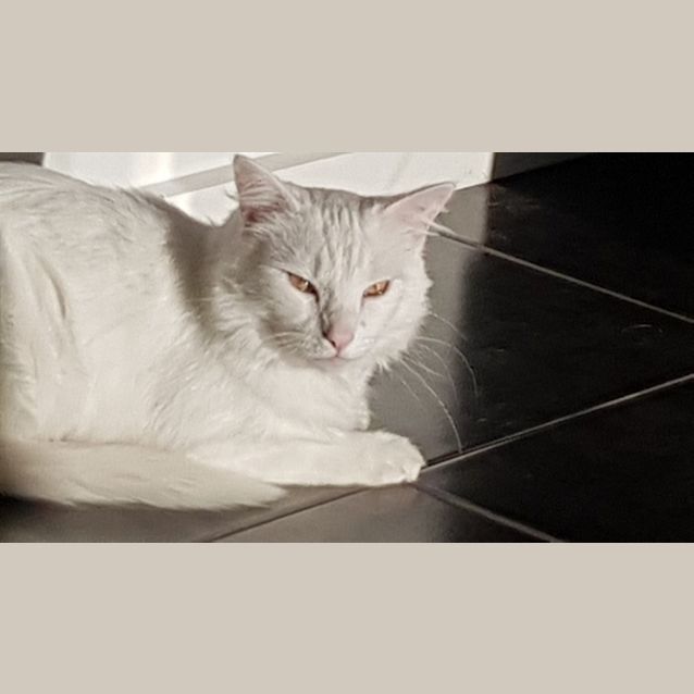 Photo of Simon