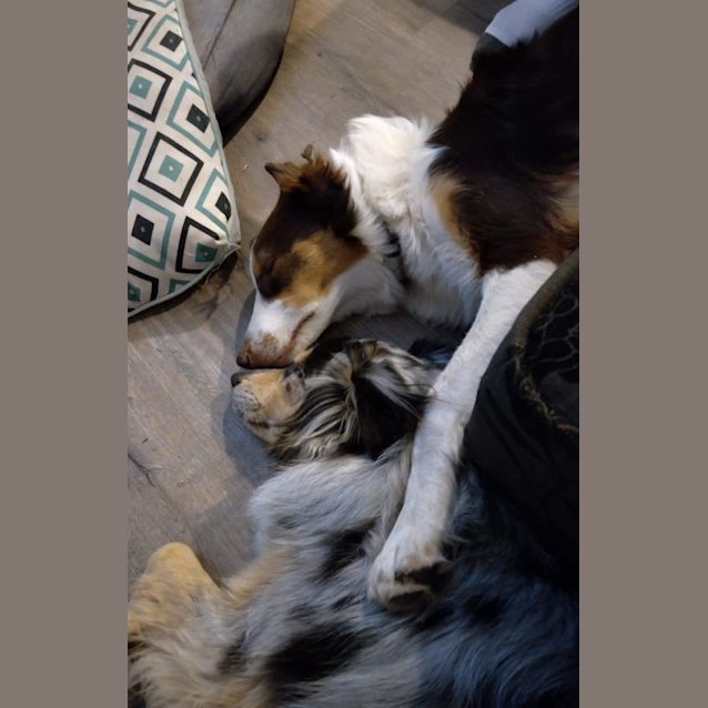 Photo of Milo