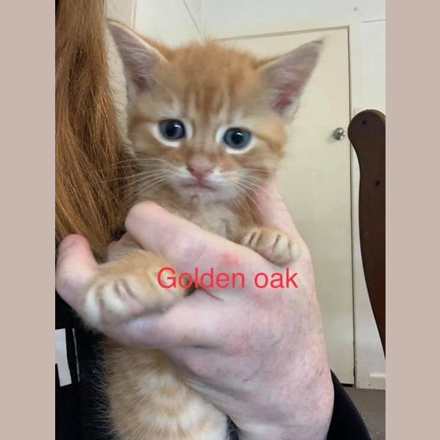 Photo of Golden Oak