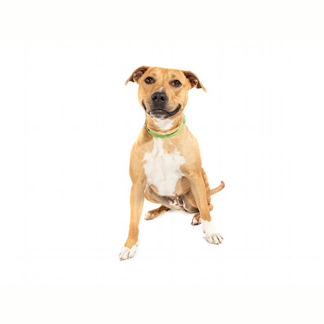 Photo of Nova