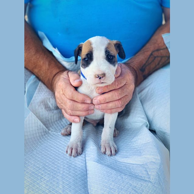 Photo of Toastie