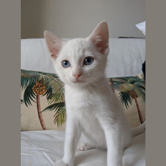 Photo of Beans