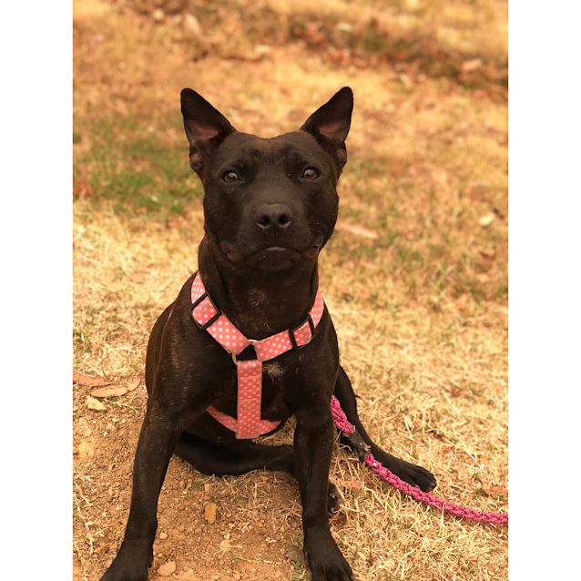 Photo of Shiraz ~ Sweet 10mo English Staffy