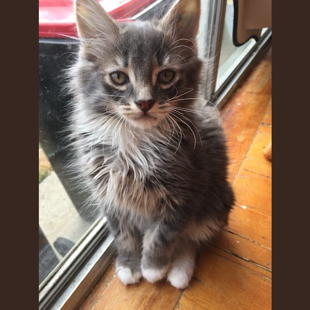 Photo of Reuben ^^Dandy Cat Rescue^^