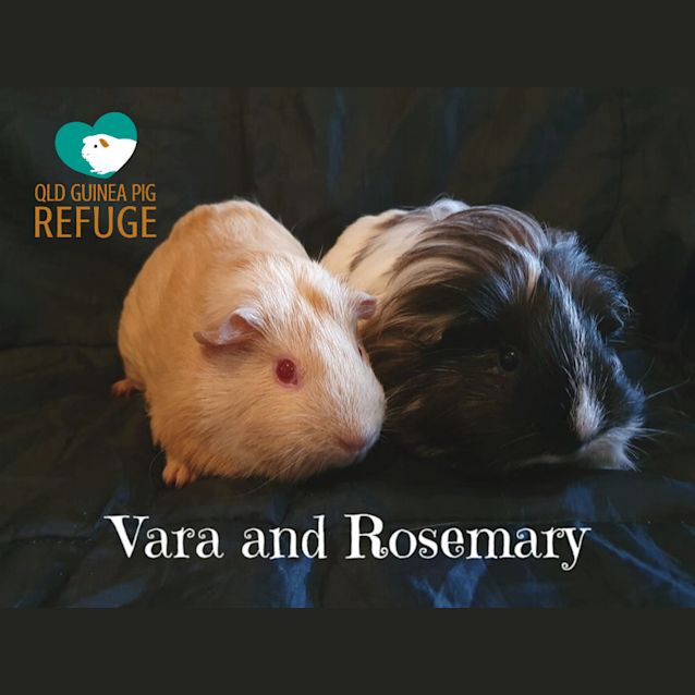 Photo of Vara And Rosemary (Indoor Home Only)