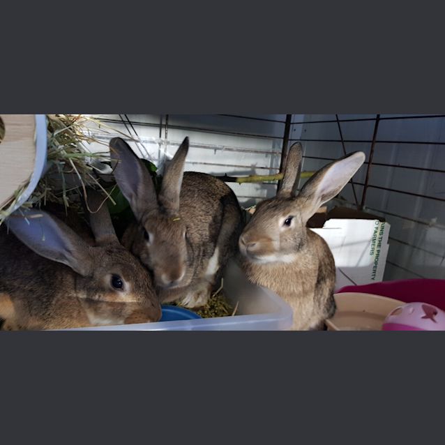 Photo of Lhaksa & Tymone