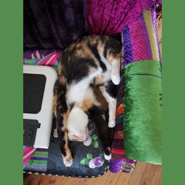 Photo of Chequita