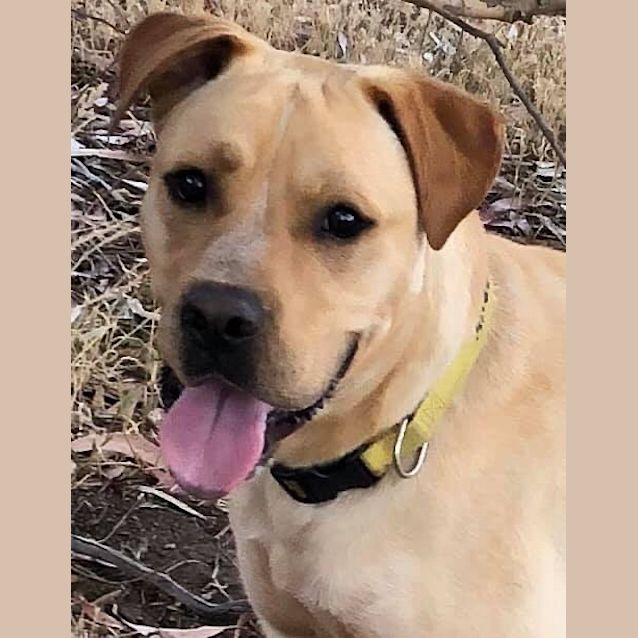 Photo of Django 