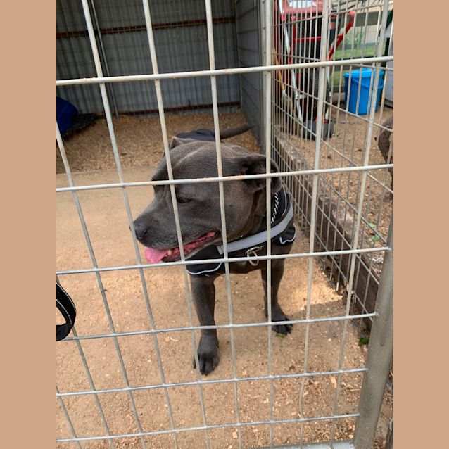 Photo of 🌀 Harley 🌀