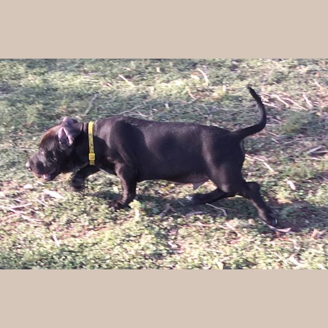 Photo of Banger And Sizzle